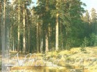 MarinePineinVyatkaarea