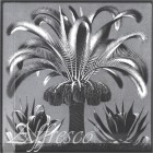 Palm