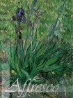 The_Iris